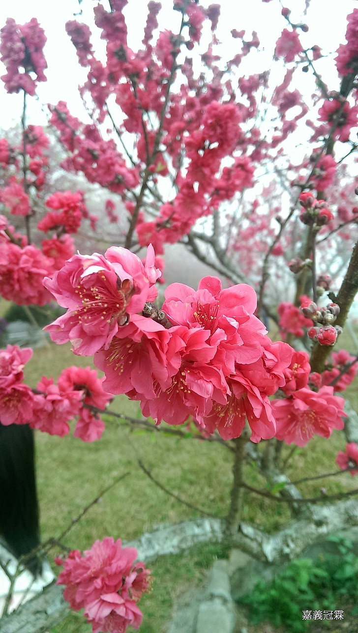 Sakura, pemandangan, laut bunga