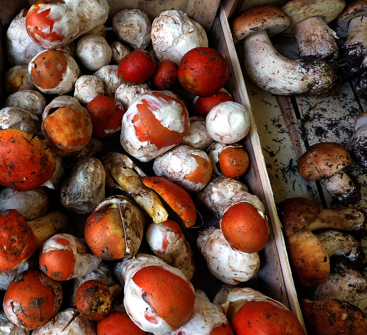 cogumelos, inge Imperial, cogumelos comida, mercado