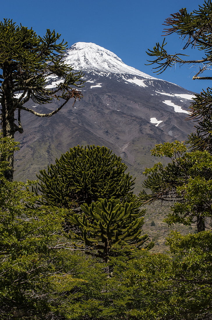 volcà, Xile, Amèrica del Sud, acàcia, paisatge
