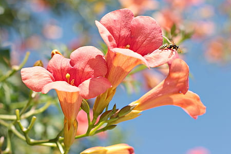 viespe, floare, natura, bug-ul, flori