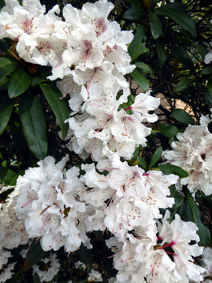 Rhododendron virágzása, fehér, tavaszi, Milánó Galéria, tavaszi virág