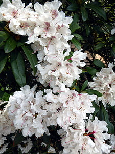 rododendro florescendo, Branco, Primavera, esplendor branco, flor de primavera