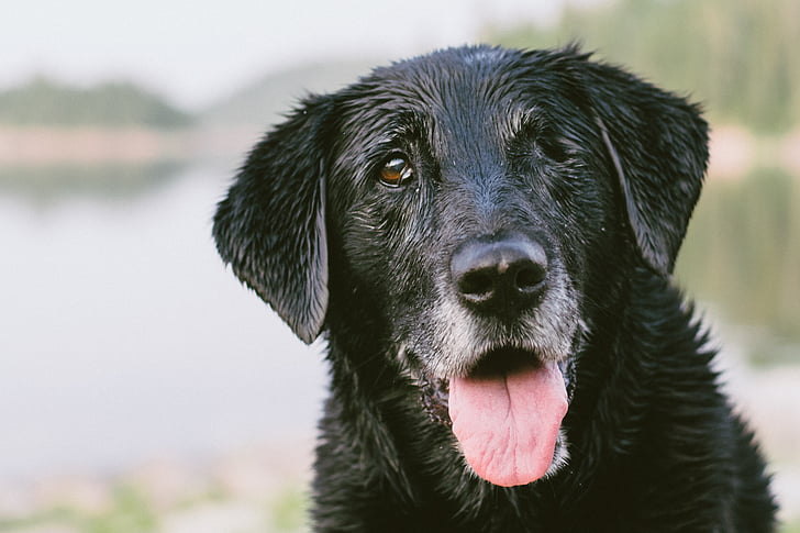 noir, Labrador, chien, animal, animaux, chien mouillé, chiens