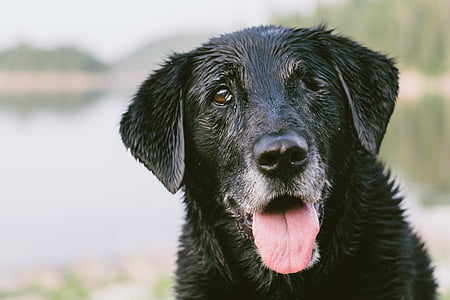 czarny, Labrador, pies, zwierząt, zwierzęta, mokry pies, psy