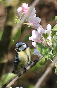 blue tit, bird, blossom, caterpillar, tree, nature, branch
