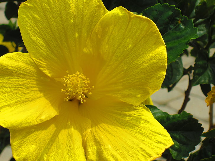 Buttercup, jar, kvet, žltá, Staten island, žiarivé, lístkov