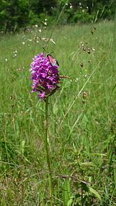 flor de la piràmide, amb gotes de sang, papallona, alemany orquídies, poques vegades, pendent de prats, herba tremolós