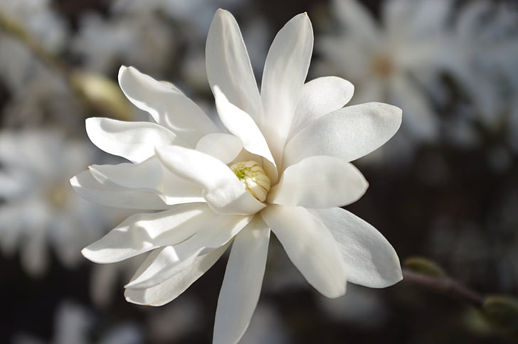 fehér, virág, Daisy, friss, világos, fehér színű, virág fej