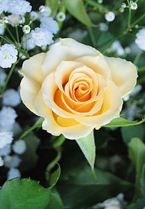 Rosa, flor, groc, romàntic, jardí, flor, floral