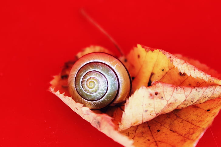 snail, autumn, leaves, fall leaves, nature, shell, close