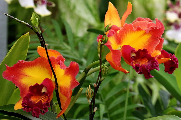 Orchid, orange, gul, blomst, natur, haven, Blossom