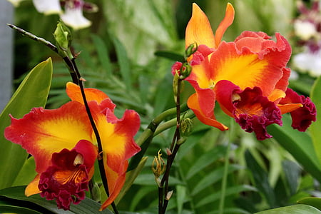 orquídia, taronja, groc, flor, natura, jardí, flor
