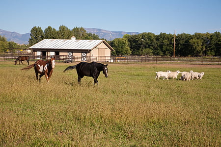 лошадь, поле, Нью-Мексико, трава, животное, ферма, Природа