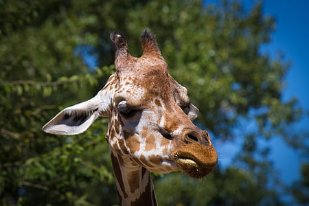 giraffe, animal, zoo, headphones, fauna, long neck