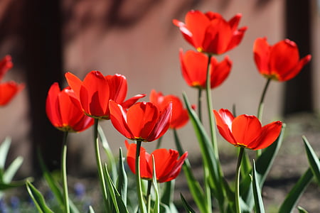 tulipán, tulipán, virág, tavaszi, természet, piros, kerti virág