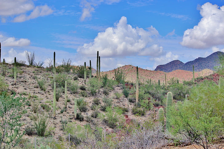 Tucson, Arizona, poušť, Krásné, scenérie, kaktus, Příroda