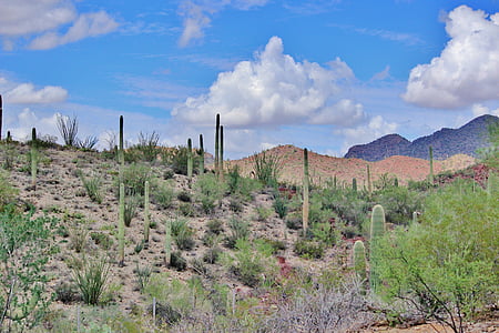 Tuscon, Arizona, sivatag, gyönyörű, táj, kaktusz, természet