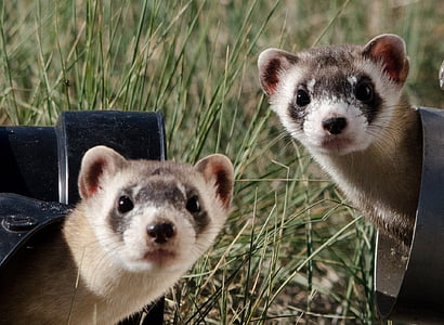 black footed ferrets, looking, two, cute, heads, wildlife, nature