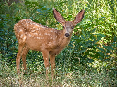 Deer, nuori, fawn, vauva, muotokuva, Wild, Wildlife
