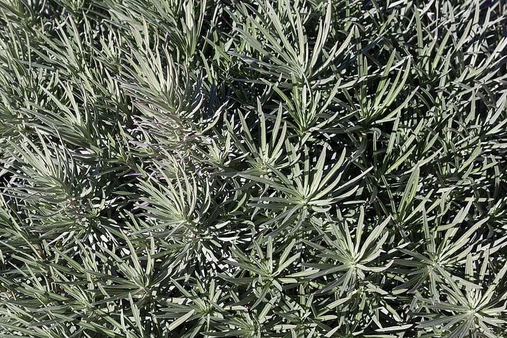 bush, close, fund, background, star, leaves, plant