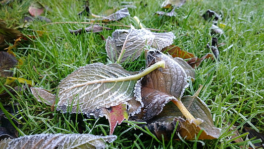 ripe, nature, cold, winter, frost, ice, zing