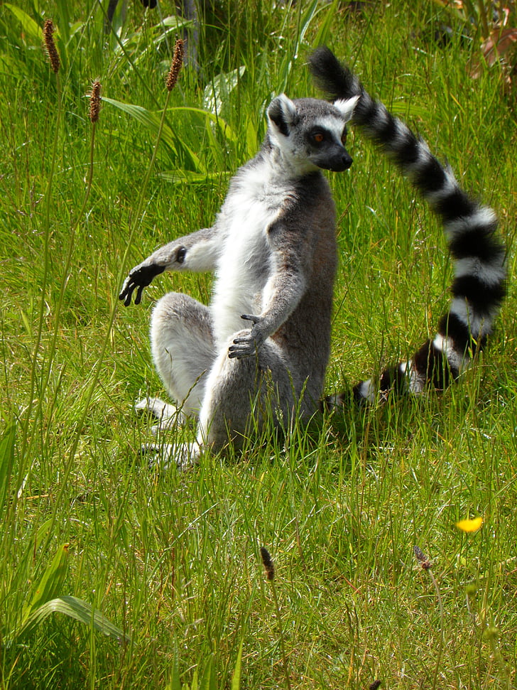 Ring tailed lemur, prosimians, lemurer, soldyrkare, sitta, Spotted tail, randig