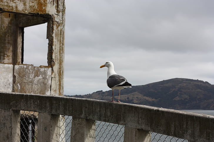Alcatraz, chim mòng biển, đá, San francisco