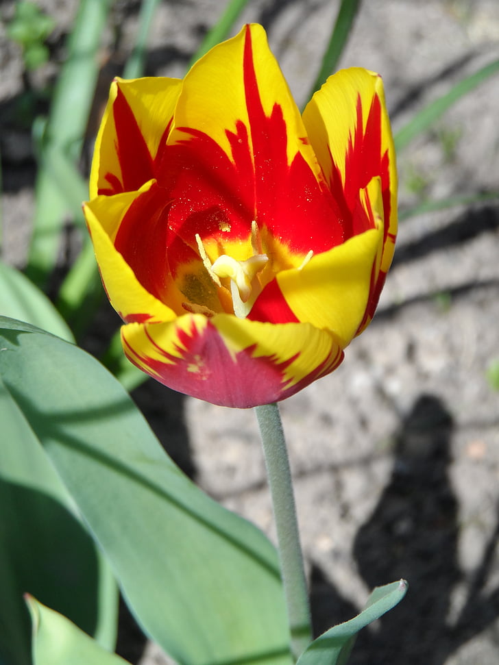 Tulip, amarillo, rojo, luz, flor, floración, flor