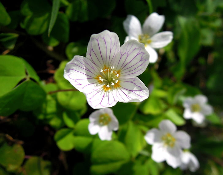 oxalis, flower, white, flowers, nature, closeup, white flower