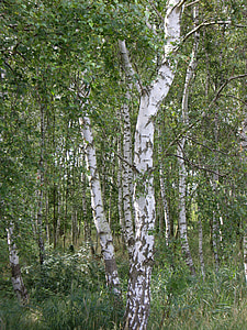 Birch, suku, hutan, pohon, log