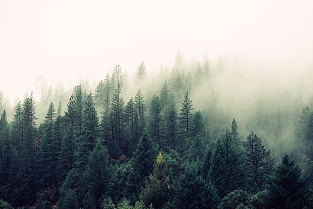 green, pine, trees, forest, woods, fog, foggy