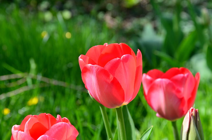 Tulip, blomma, våren, snittblommor