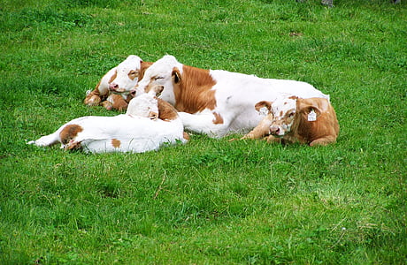vaches, idylle familiale, un coin animaux, herbe, animal, chien, nature