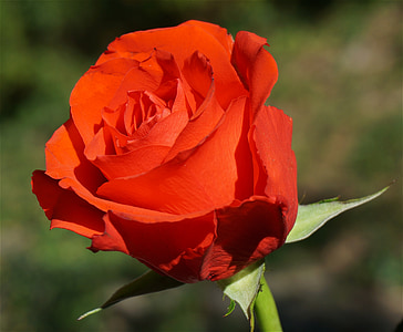 оранжевые розы, Роза, цветок, Блоссом, Блум, Природа, Сад