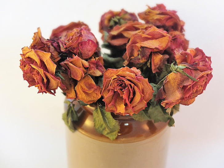 roses, blooms, dried flowers, texture, dry, romance, romantic