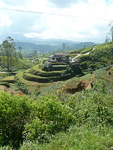 Tee, ruộng bậc thang trồng trọt, Ceylon, Xri Lan-ca, cảnh quan, đồn điền trà, đồn điền