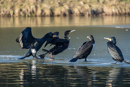 cormorant, water bird, bird, animal world, nature, animal, feather