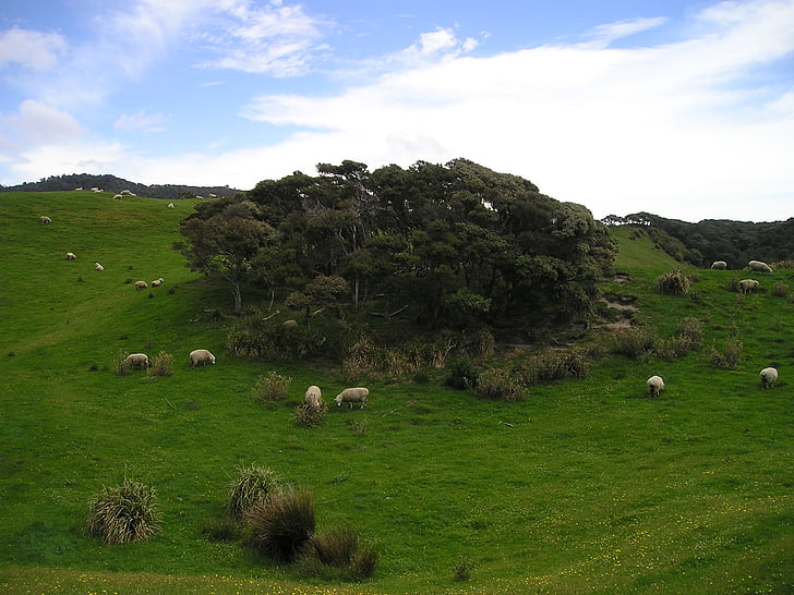 Nouvelle-Zélande, moutons, Meadow, vert, nature