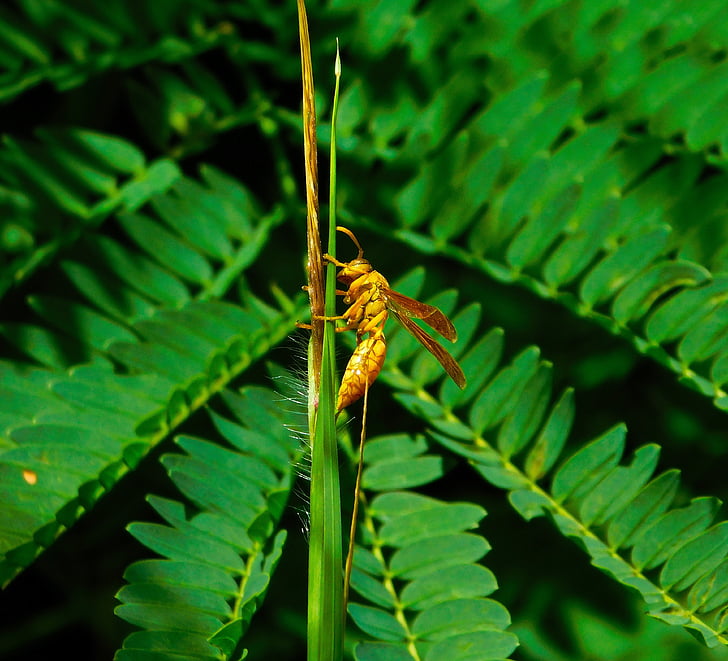 WASP, Příroda, závod, hmyz