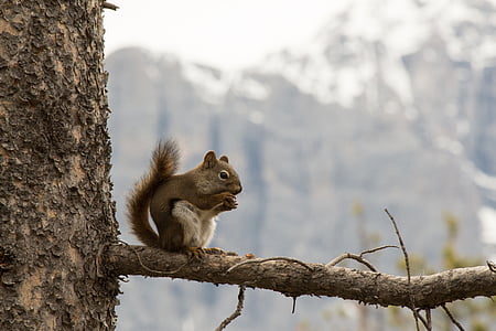 squirrel, mountains, nature, small, animal, mammal, alpine