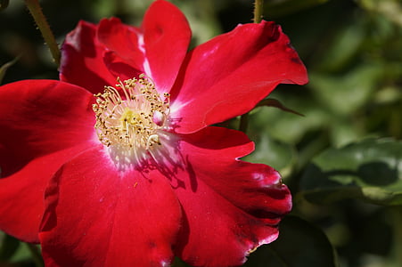 Vadrózsa, kutya rose, Hageman rose, csipkebogyó, piros, Blossom, Bloom