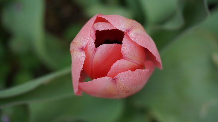 tulipes, fleurs, printemps, Rose, Tulip, fleurs d’eau, nature
