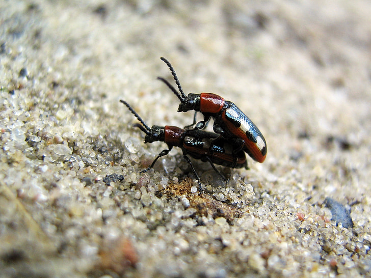 kumbang, serangga, perkalian, antena, padang rumput, makro, sayap
