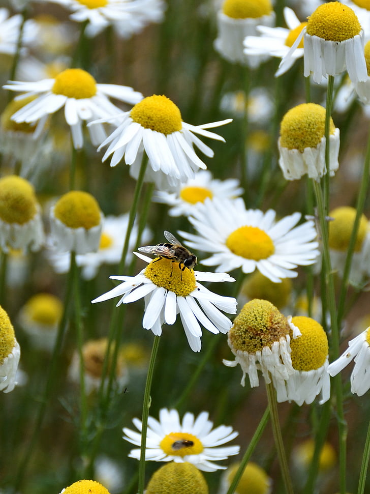 Marguerite, méh, zár, természet, virágok, növény, állat