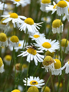 Marguerite, abeille, fermer, nature, fleurs, plante, animal