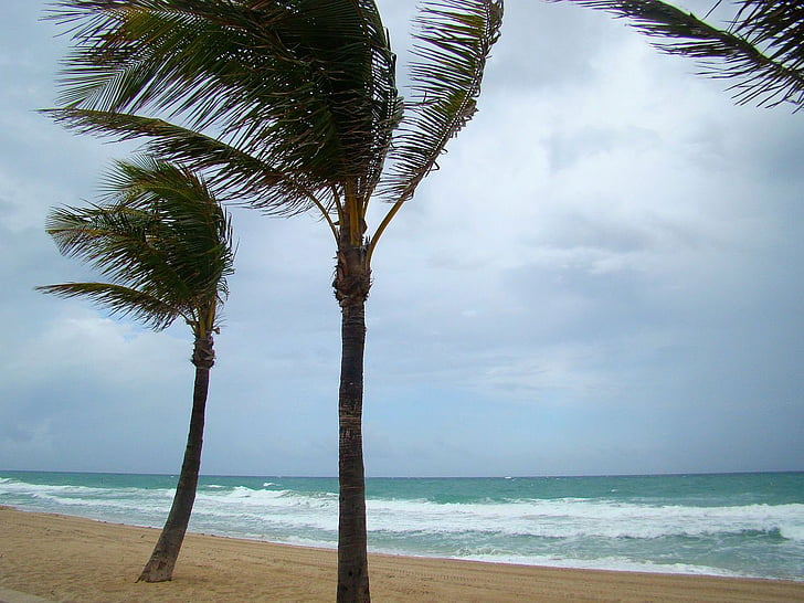 tree, palm, sky, ocean, wind, storm, beach