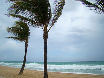 árvore, Palm, céu, oceano, vento, tempestade, praia
