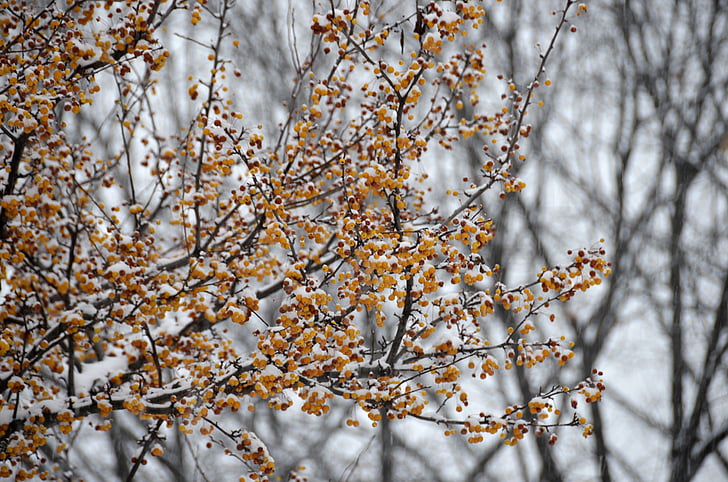 зимни, дърво, сезон, клонове, сняг, студено, природата