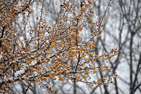 hiver, arbre, saison, branches, neige, froide, nature
