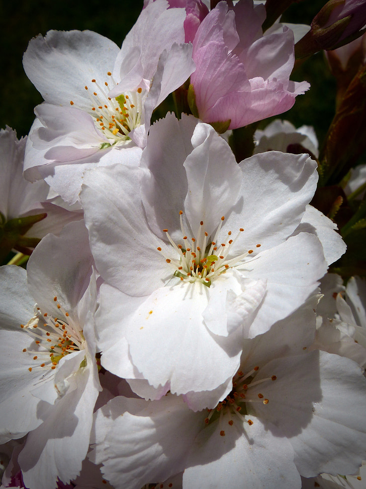 stupac trešnja, stabala japanske trešnje, cvijet, cvatu, Ukrasna trešnja, Japanski cvatnje višnje, Trešnjin cvijet